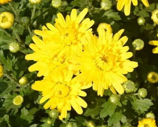 菊花的禁忌及注意事项