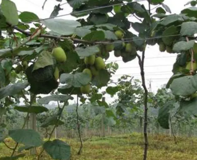 三年猕猴桃树能移栽吗