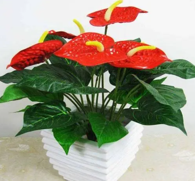 红掌的花盆需要透气吗