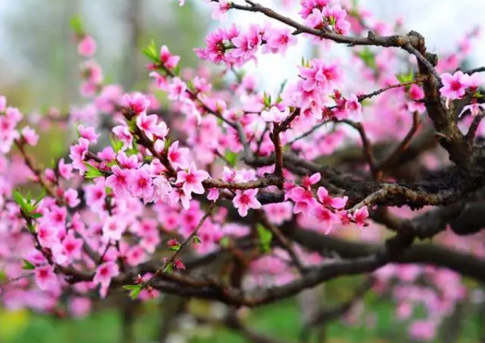 桃花需要什么环境