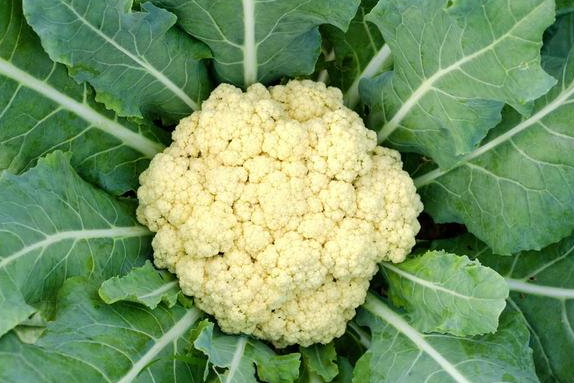 菜花什么时候育苗最好