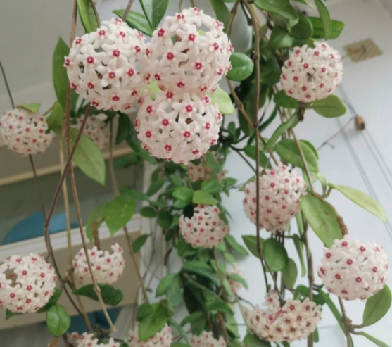 球兰花喜阴还是喜阳