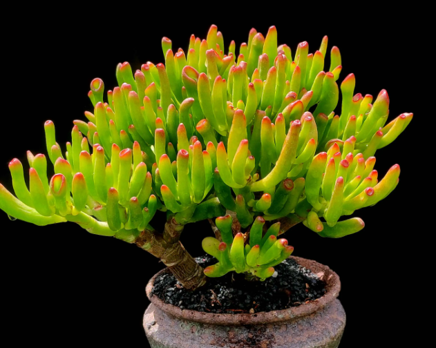 多肉吸财树可以暴晒吗