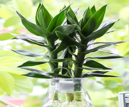 已生根的莲花竹怎么养