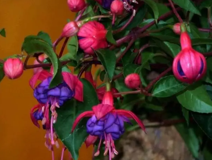 宝莲灯花怎样浇水