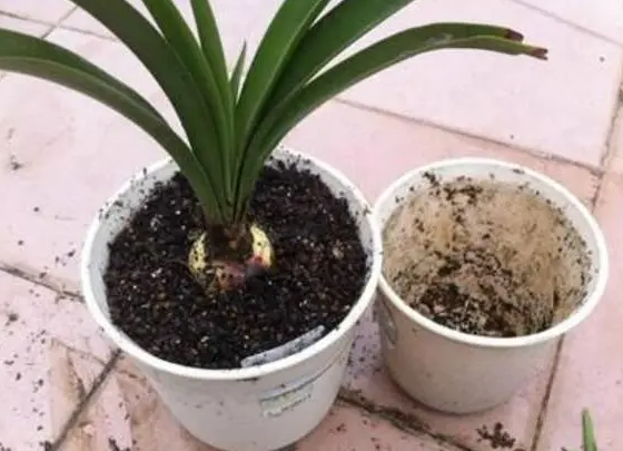 刚买的花换盆需要注意事项是什么呢