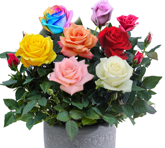 四季玫瑰花盆栽喜欢水吗