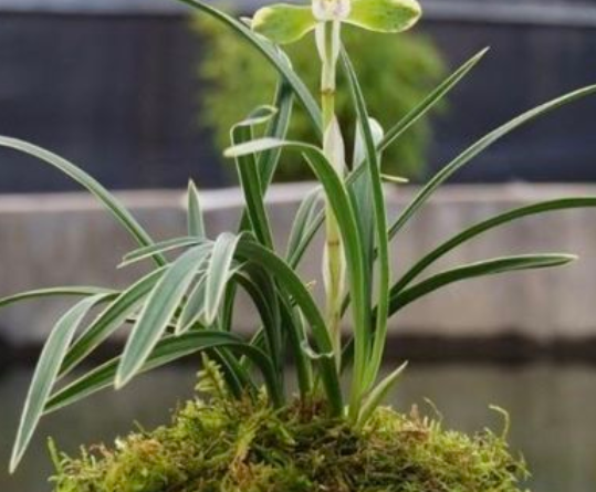 兰花苗数越多越好养吗