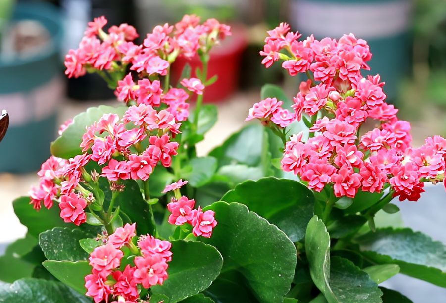 长寿花过冬的方法是什么呢