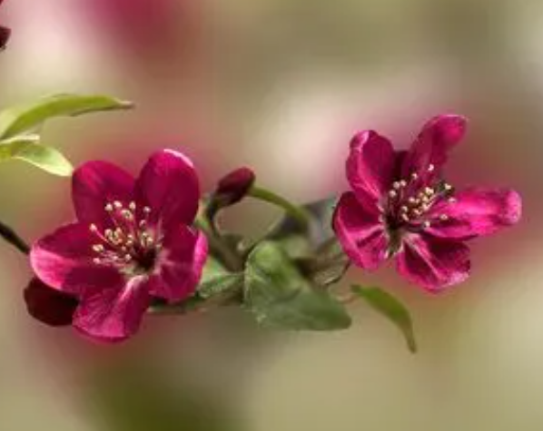 海棠花喜欢酸性土吗