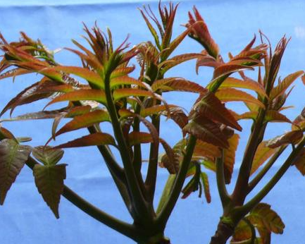 家里种香椿树忌讳什么