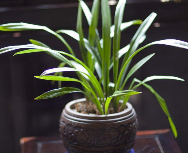 养兰花几天浇一次水