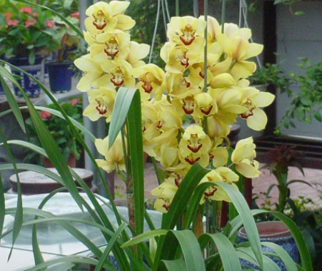 蕙兰开花时间如何浇水