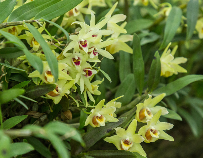 铁皮石斛是兰花的一种吗