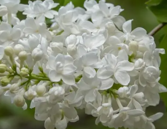 丁香花的花期在什么时候呢