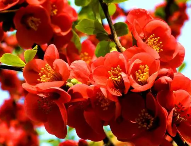 海棠花能浇醋水吗