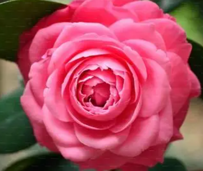 夏季茶花怕晒吗