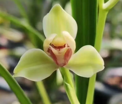 养不死的兰花品种有哪些呢