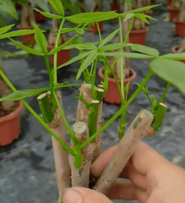 发财树剪枝正确方法