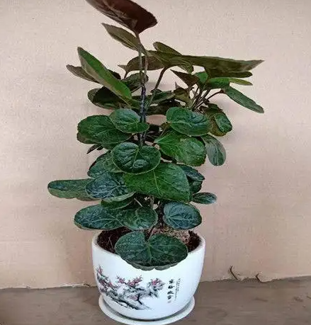 兜钱树多久浇一次水