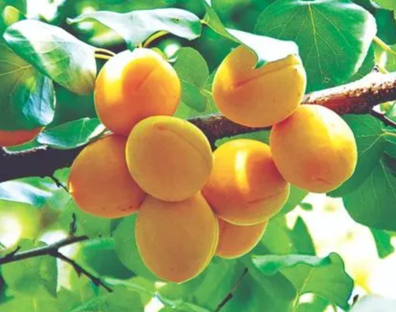 杏树栽在什么地方最好