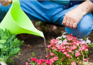 尿水浇花几天浇一次