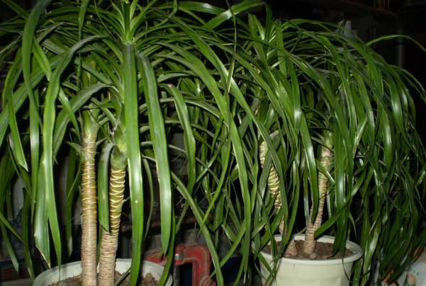 龙血树怎么修剪好看