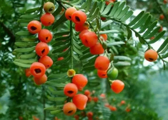 红豆杉会开花吗