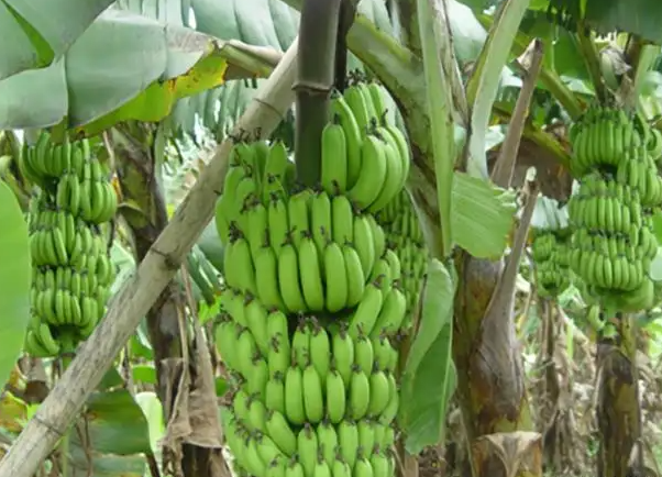 香蕉树可以施尿素吗