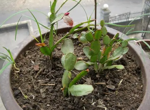 昙花怎么养扦插的生长过程