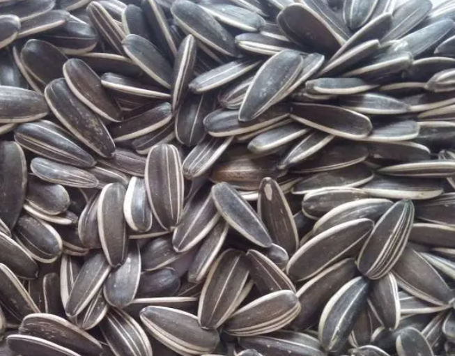 葵花3638籽种植日期