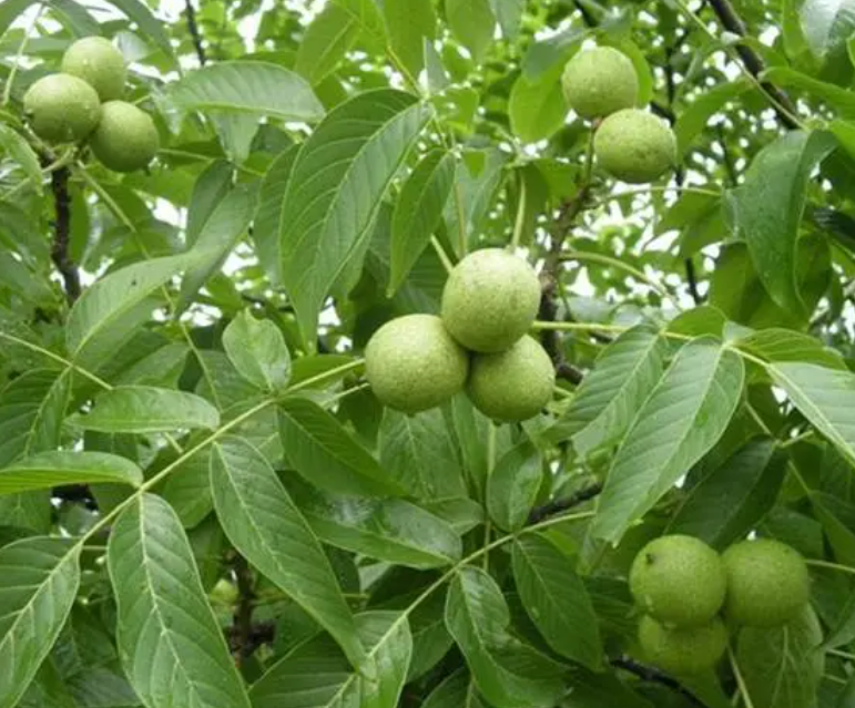 一亩核桃树能产多少斤核桃