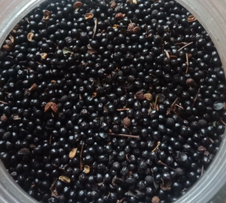 花椒种子几天发芽