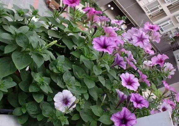 矮牵牛花怎么种植方法