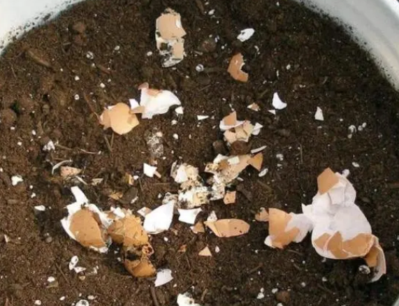 鸡蛋壳花肥的制作方法