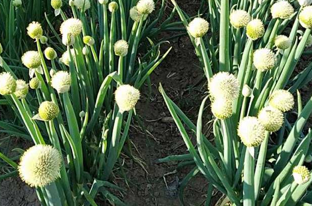 大葱花开完花后怎么办