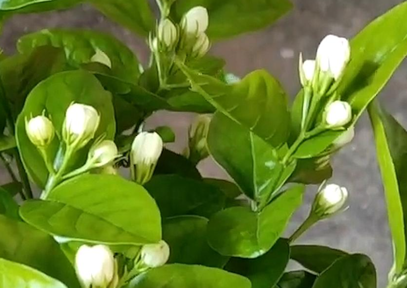 茉莉花可以用鸡蛋做肥料吗