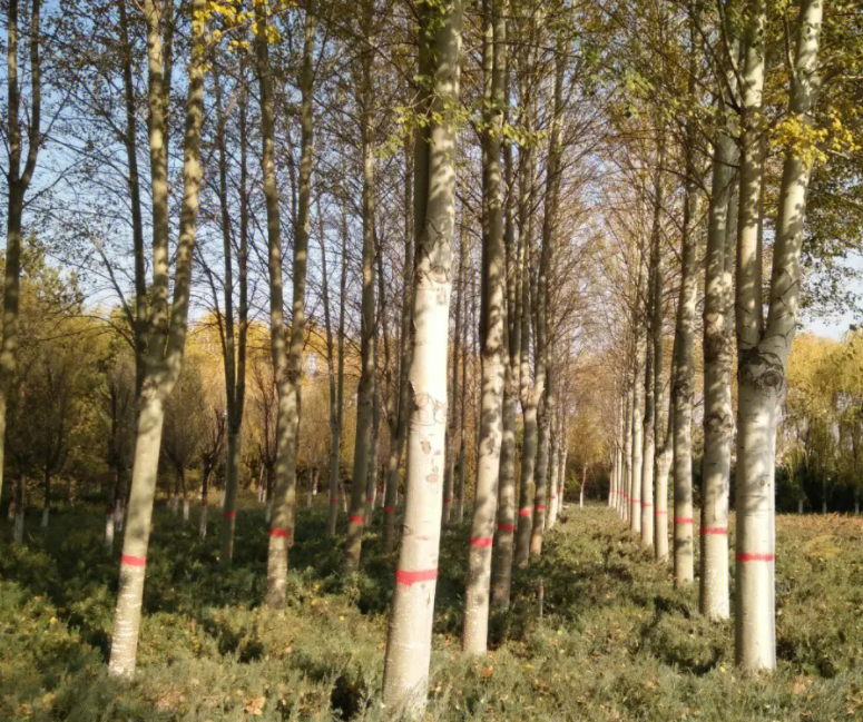 适合沼泽地种植的树