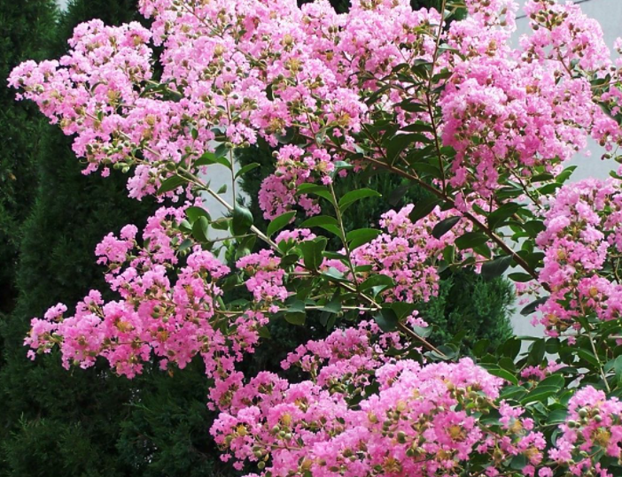 紫薇花好养吗紫薇花喜阳光吗