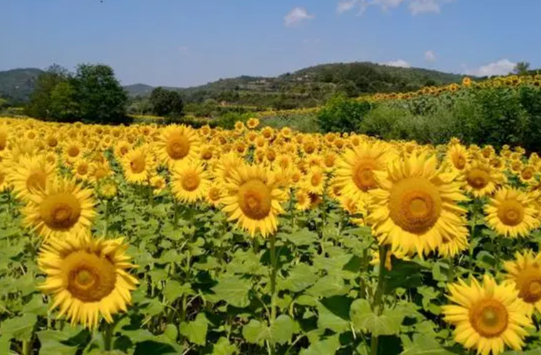 喜阳光的花卉绿植