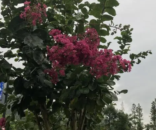 花树怎么造型修剪