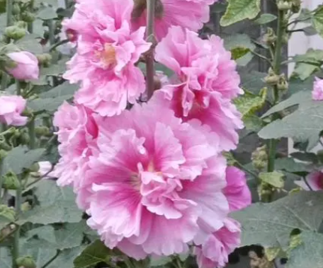 蜀葵花种子种植方法是什么呢