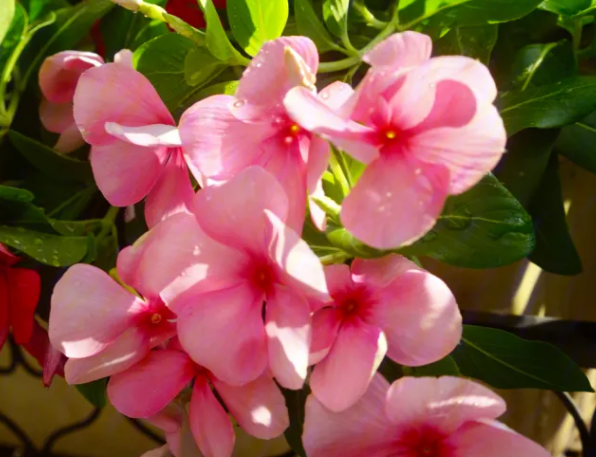 长春花的风水禁忌是什么呢