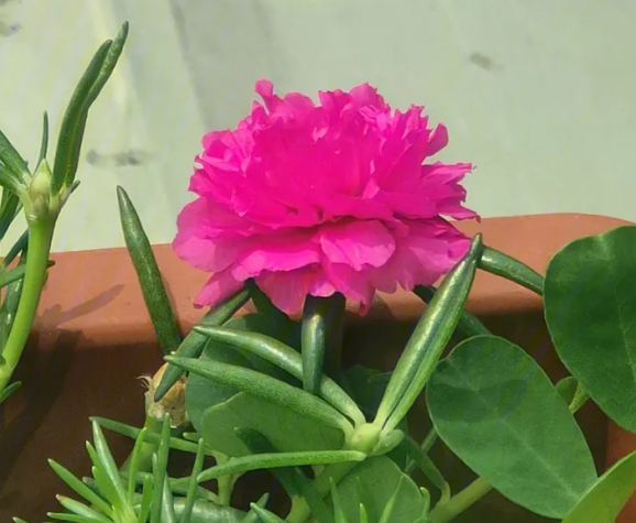 太阳花怎么施肥