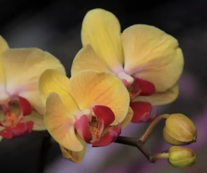 蝴蝶兰花盆如何选择呢