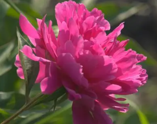 芍药花适合什么季节种