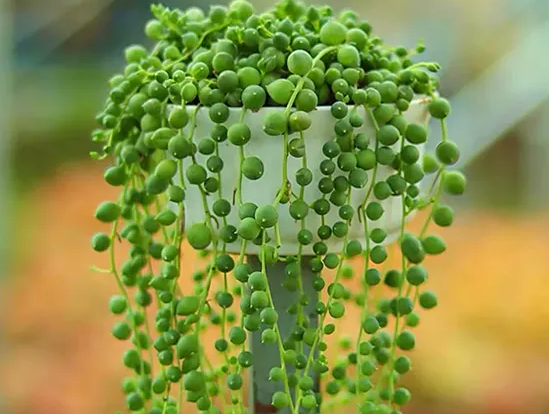 多肉佛珠的花语是什么呢