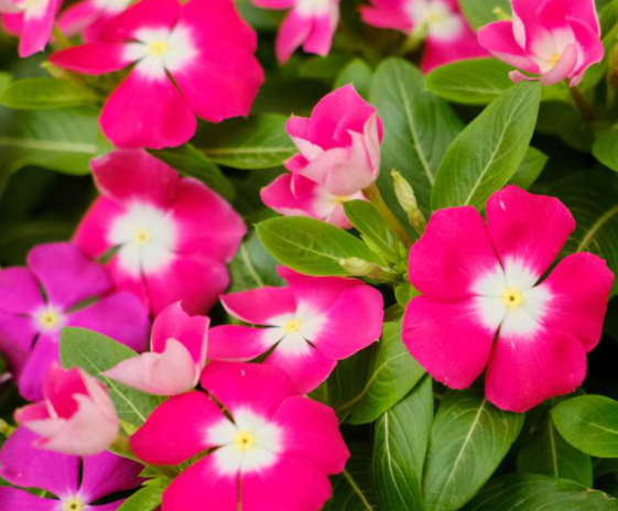 长春花怎么养殖呢