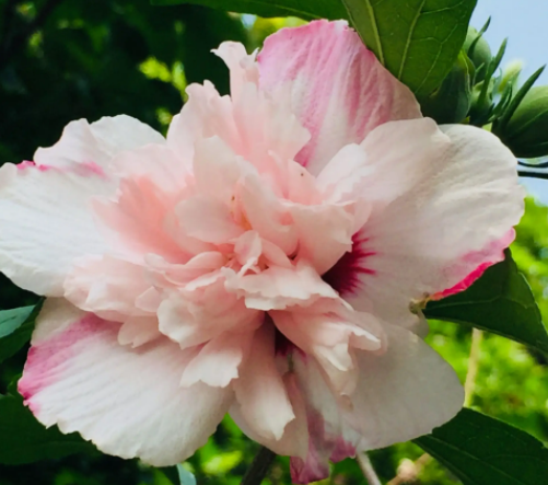 木槿花多长时间浇一次水