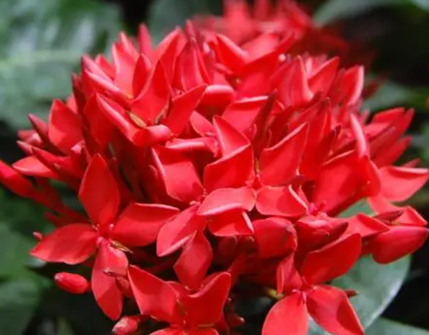 龙船花可以扦插吗